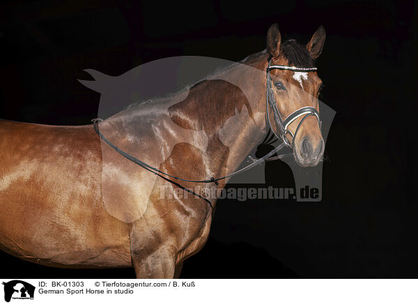 German Sport Horse in studio / BK-01303