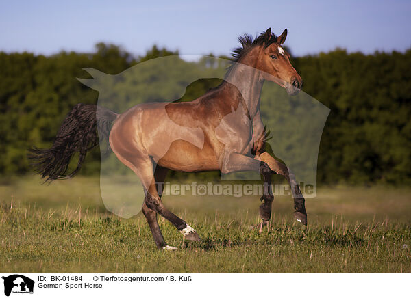 German Sport Horse / BK-01484