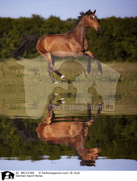 German Sport Horse / BK-01485