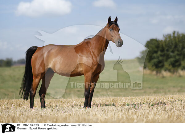 German Sport Horse gelding / RR-104839