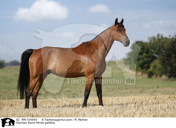 German Sport Horse gelding / RR-104840