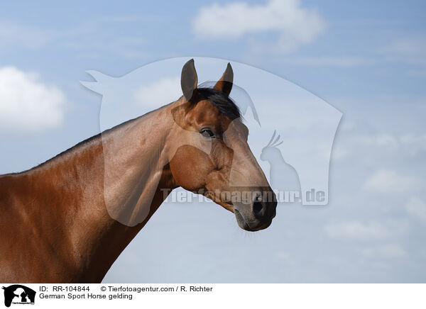 German Sport Horse gelding / RR-104844
