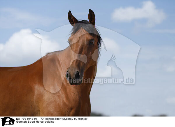 Deutscher Sportpferd Wallach / German Sport Horse gelding / RR-104846