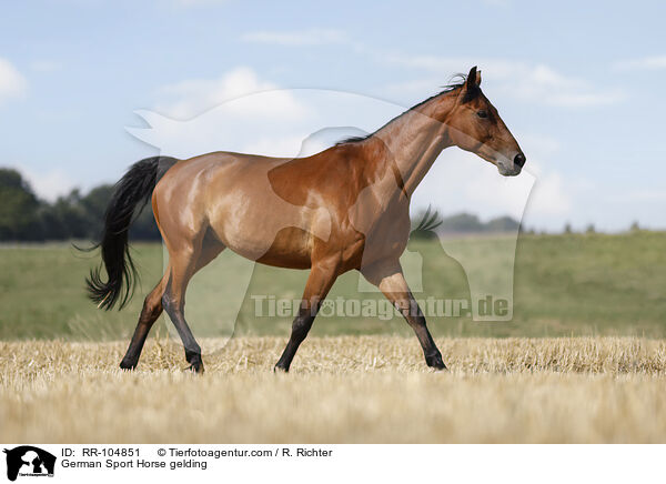Deutscher Sportpferd Wallach / German Sport Horse gelding / RR-104851
