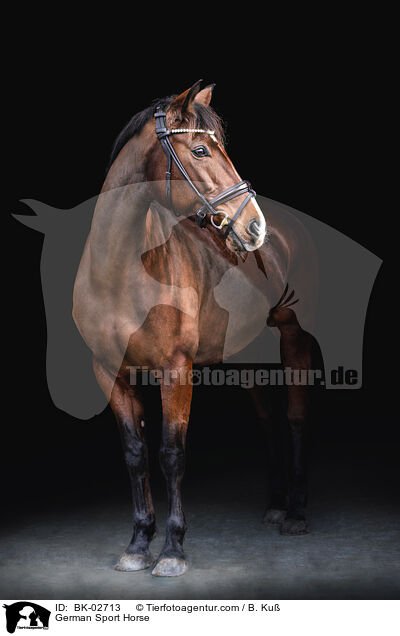 German Sport Horse / BK-02713