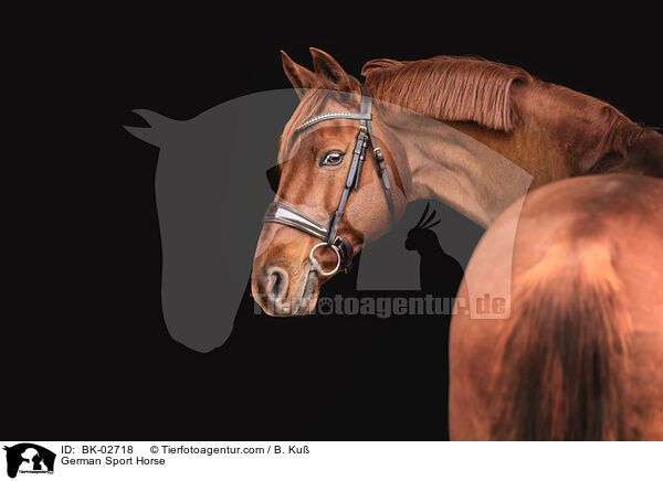 German Sport Horse / BK-02718