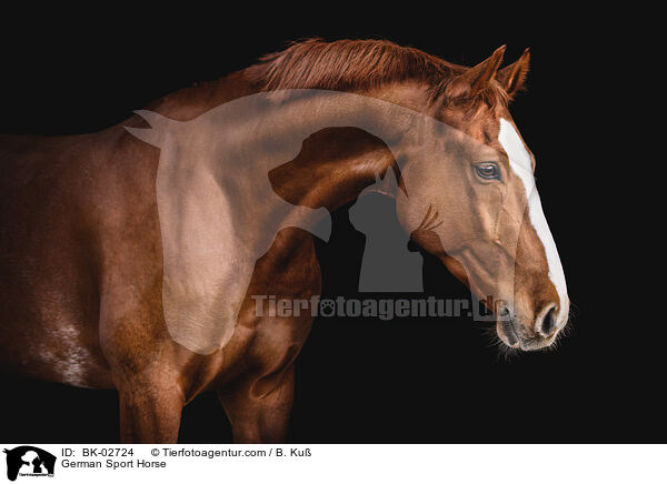 German Sport Horse / BK-02724
