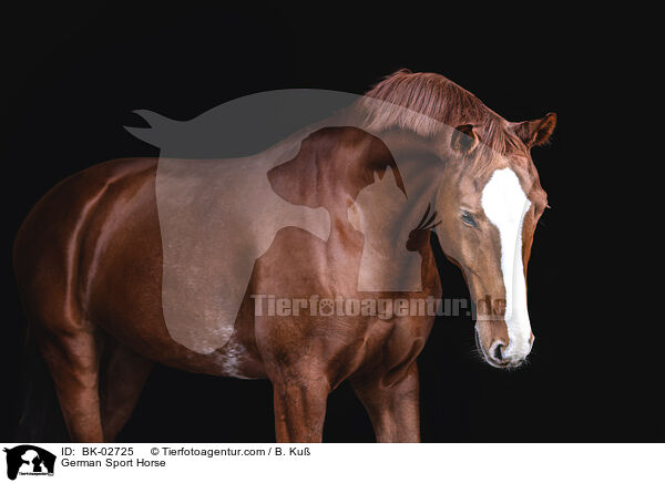 German Sport Horse / BK-02725