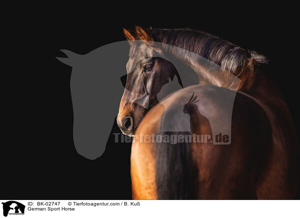 German Sport Horse / BK-02747