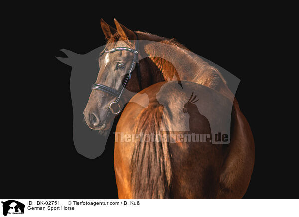 German Sport Horse / BK-02751