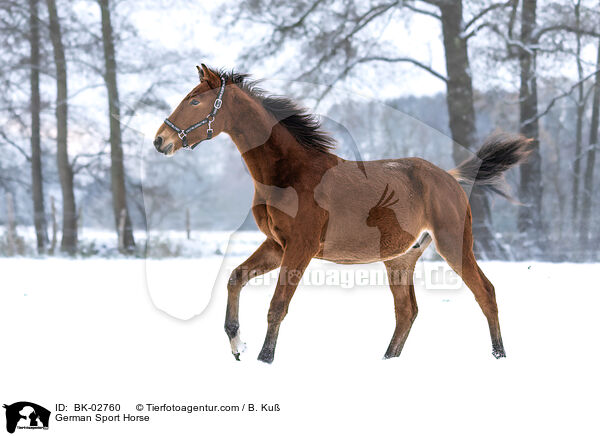 Deutsches Sportpferd / German Sport Horse / BK-02760