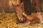 lying foal in straw