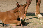 lying foal