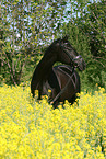 black horse