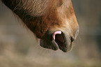 horse mouth