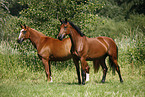 two horses