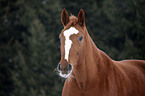 warmblood portrait