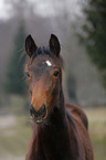 yearling portrait