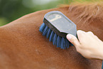 cleaning horse