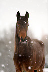 horse in driving snow