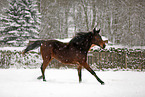 running horse in snow