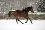 running horse in snow