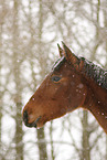 brown horse in driving snow