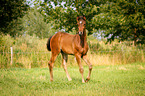 German Riding Horse Foal