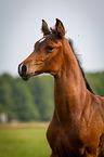German Riding Horse Foal