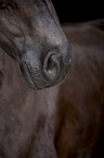 horse mouth