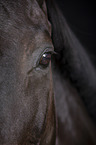 horse eye