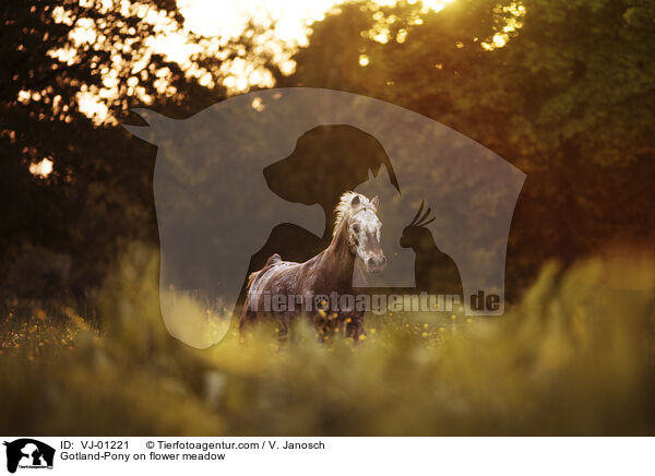 Gotland-Pony auf Blumenwiese / Gotland-Pony on flower meadow / VJ-01221