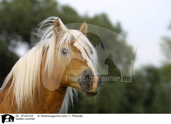 Haflinger Hengst Portrait / stallion portrait / IP-00102