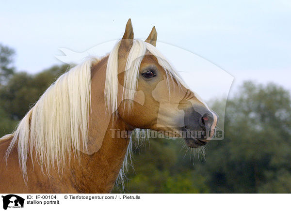 Haflinger Hengst Portrait / stallion portrait / IP-00104