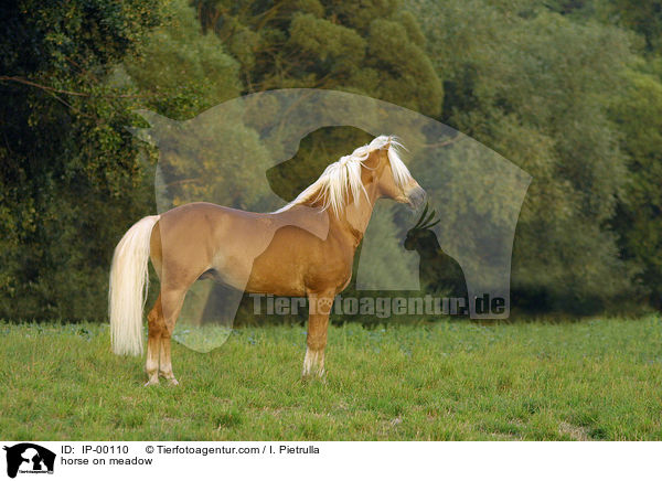horse on meadow / IP-00110
