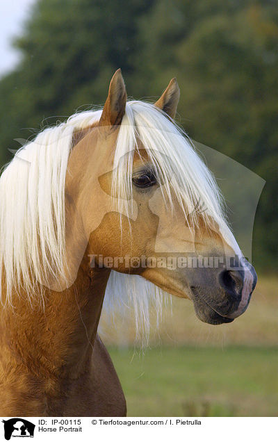 Portrait eines Haflingers / Horse Portrait / IP-00115