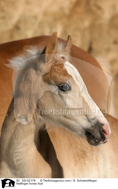 Haflinger Fohlen / Haflinger horse foal / SS-02178