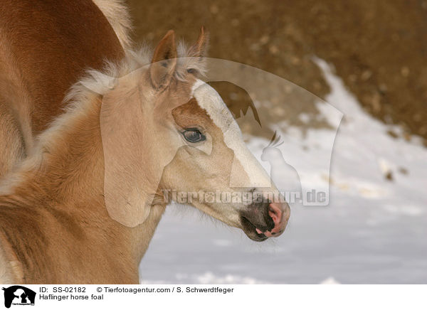 Haflinger Fohlen / Haflinger horse foal / SS-02182