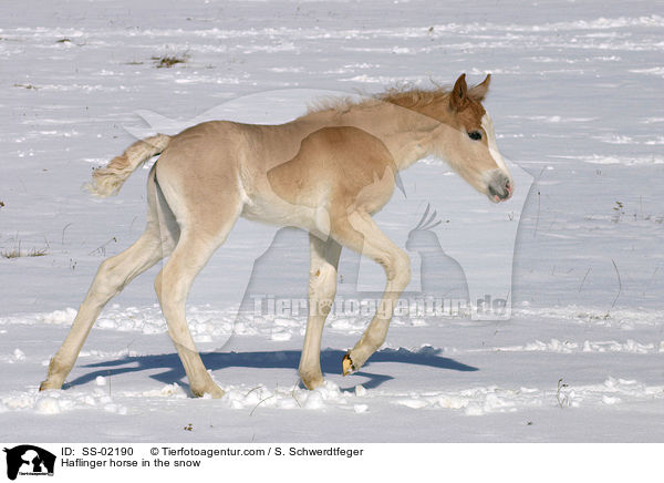 Haflinger Fohlen im Schnee / Haflinger horse in the snow / SS-02190