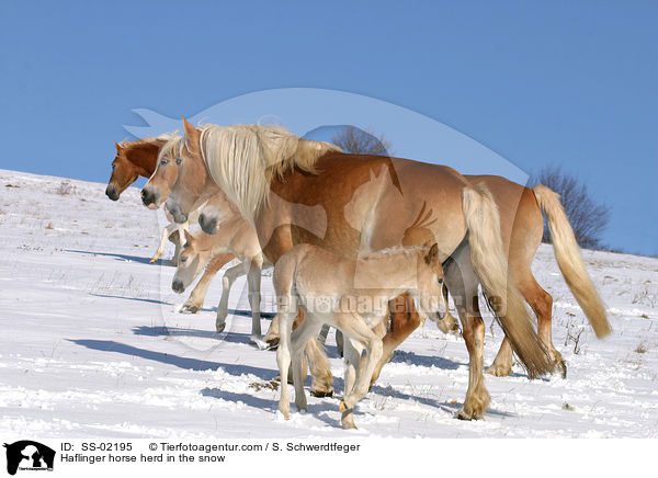 Haflinger Herde im Winter / Haflinger horse herd in the snow / SS-02195