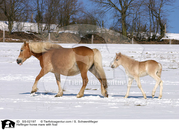 Haflinger horse mare with foal / SS-02197