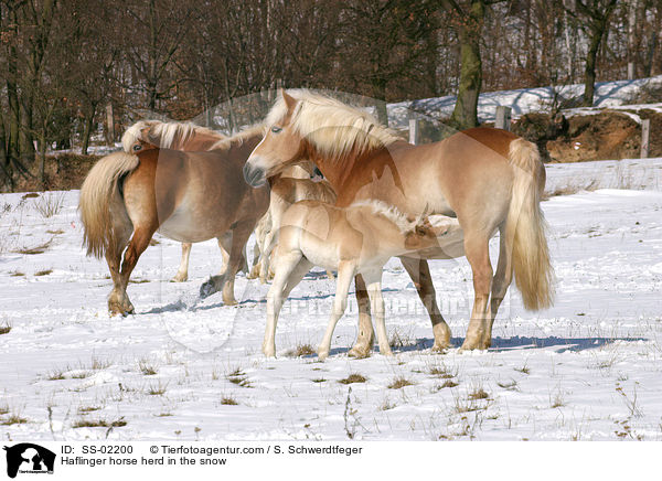 Haflinger Herde im Winter / Haflinger horse herd in the snow / SS-02200