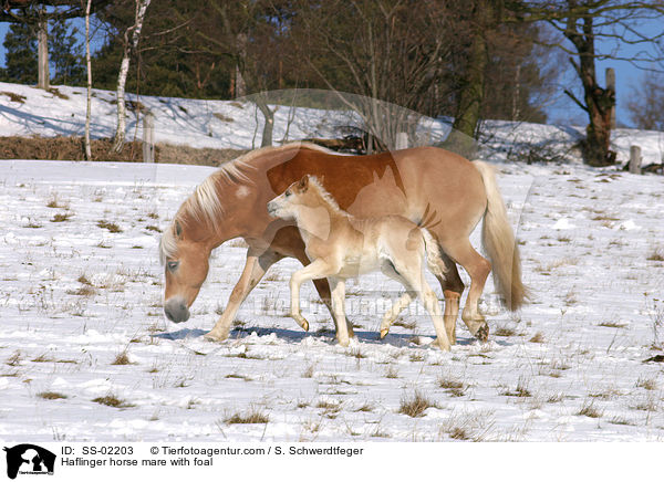 Haflinger horse mare with foal / SS-02203