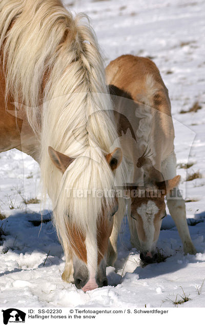 Haflinger bei der Futtersuche / Haflinger horses in the snow / SS-02230