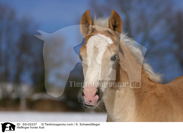 Haflinger Fohlen / Haflinger horse foal / SS-02237