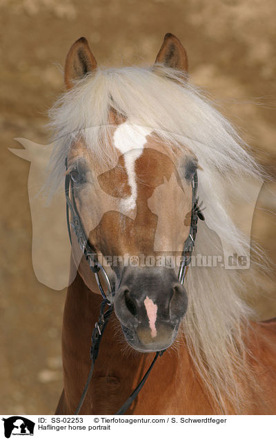 Haflinger Hengst im Portrait / Haflinger horse portrait / SS-02253