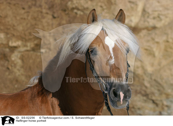 Haflinger Hengst im Portrait / Haflinger horse portrait / SS-02256