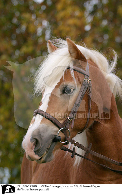 Haflinger im Portrait / Haflinger horse portrait / SS-02260