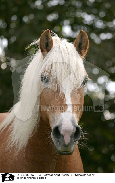 Haflinger im Portrait / Haflinger horse portrait / SS-02262