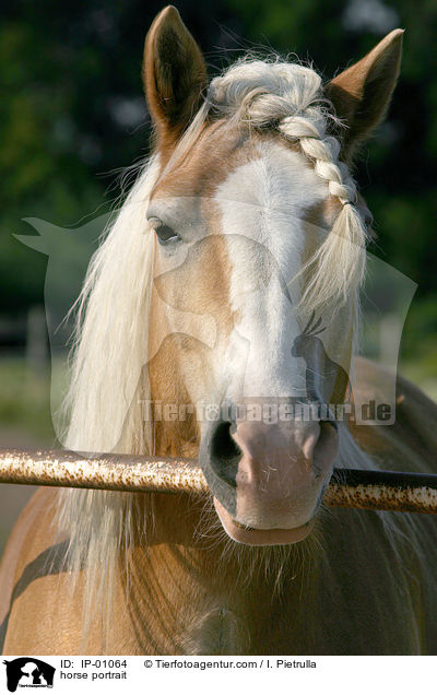 Haflinger im Portrait / horse portrait / IP-01064